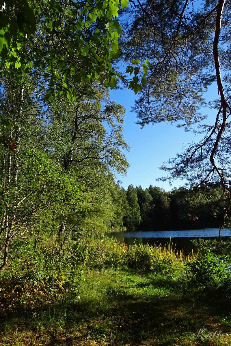 #ThrowbackWednesday: September 13, 2020;
Sunny afternoon in the #Aulanko Nature Reserve.
Aurinkoinen iltapäivä Aulangolla.

#Hämeenlinna #Suomi #Finland #VisitHämeenlinna #VisitFinland #throwback #blastfromthepast #nature #NaturePhotography #luonto #luontokuvat #suomenluonto