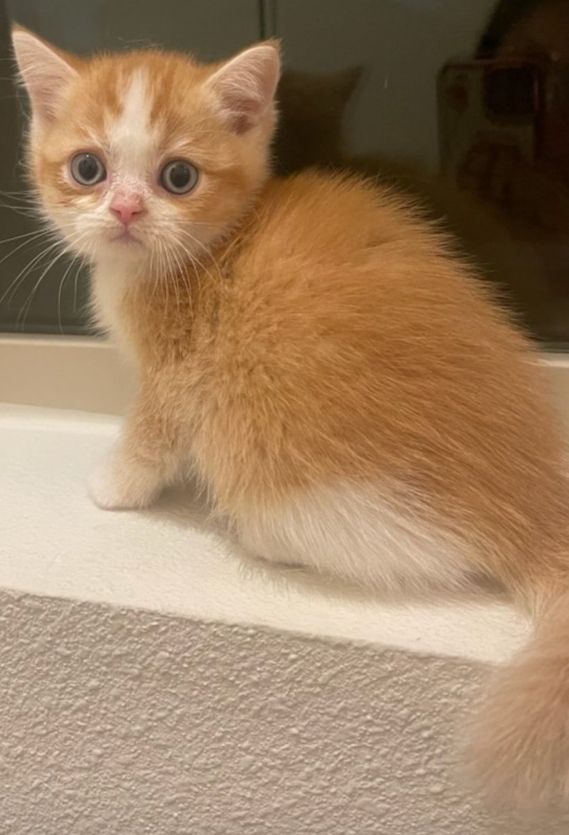 Tectone's tweet photo. 5000 likes and I'll go rescue and take care of him. 

You have 24 hours twitter https://t.co/wUypuFKUZR