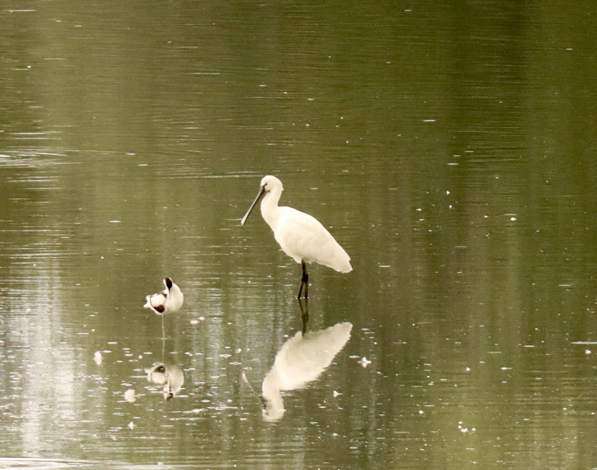 ADB0806's tweet photo. Took the camera to Wagbachniederung just 20km south of us this afternoon and found Ruff, Dunlins, spoonbills, Avocets and herons just to name a few. What a great and special place. #BirdsSeenIn2023 #biodiversity #Germany #BadenWürttemberg https://t.co/NIUstPQw57