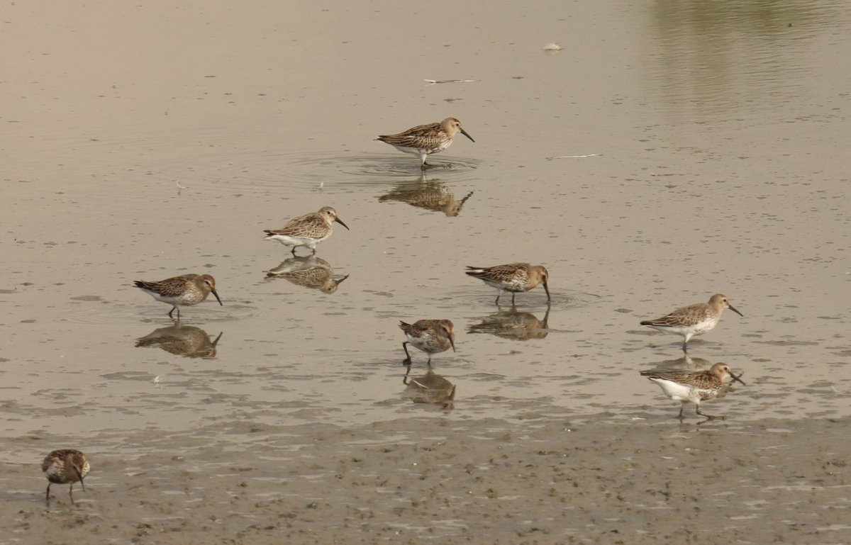 ADB0806's tweet photo. Took the camera to Wagbachniederung just 20km south of us this afternoon and found Ruff, Dunlins, spoonbills, Avocets and herons just to name a few. What a great and special place. #BirdsSeenIn2023 #biodiversity #Germany #BadenWürttemberg https://t.co/NIUstPQw57
