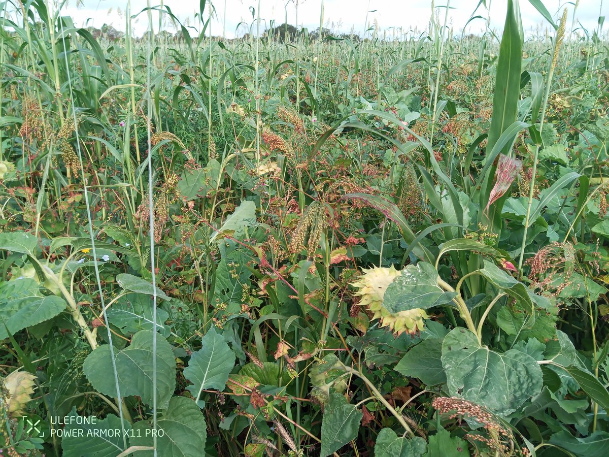 Cows in the long grass