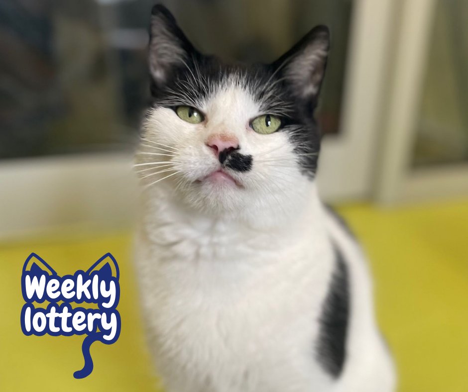 Make Jack feel like a winner when you sign up to our lottery and enter a weekly draw of £25,000! 

gloucesterlottery.co.uk/support/the-co…

#lottery #cotsdogscats #win #catcharity #gloucestershire #stroud