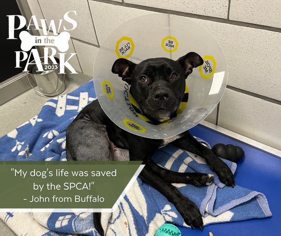 🐾  #WhyIWalk 🐾 Join us at Paws in the Park this Saturday! Registering at bit.ly/pitp2023 supports the SPCA’s mission to save animal lives, find loving homes for homeless pets, and help wildlife. Let's make it memorable! ❤️