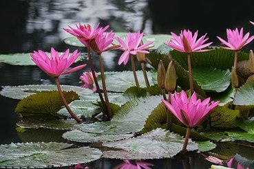 BabsPurplelotus's tweet photo. "You may not control all the events that happen to you, but you can decide not to be reduced by them."  
Maya Angelou

Adversity is always part of our human story.  We can choose our response to it- become less or grow and transform.

#wehaveachoice https://t.co/hyavG1ee7n