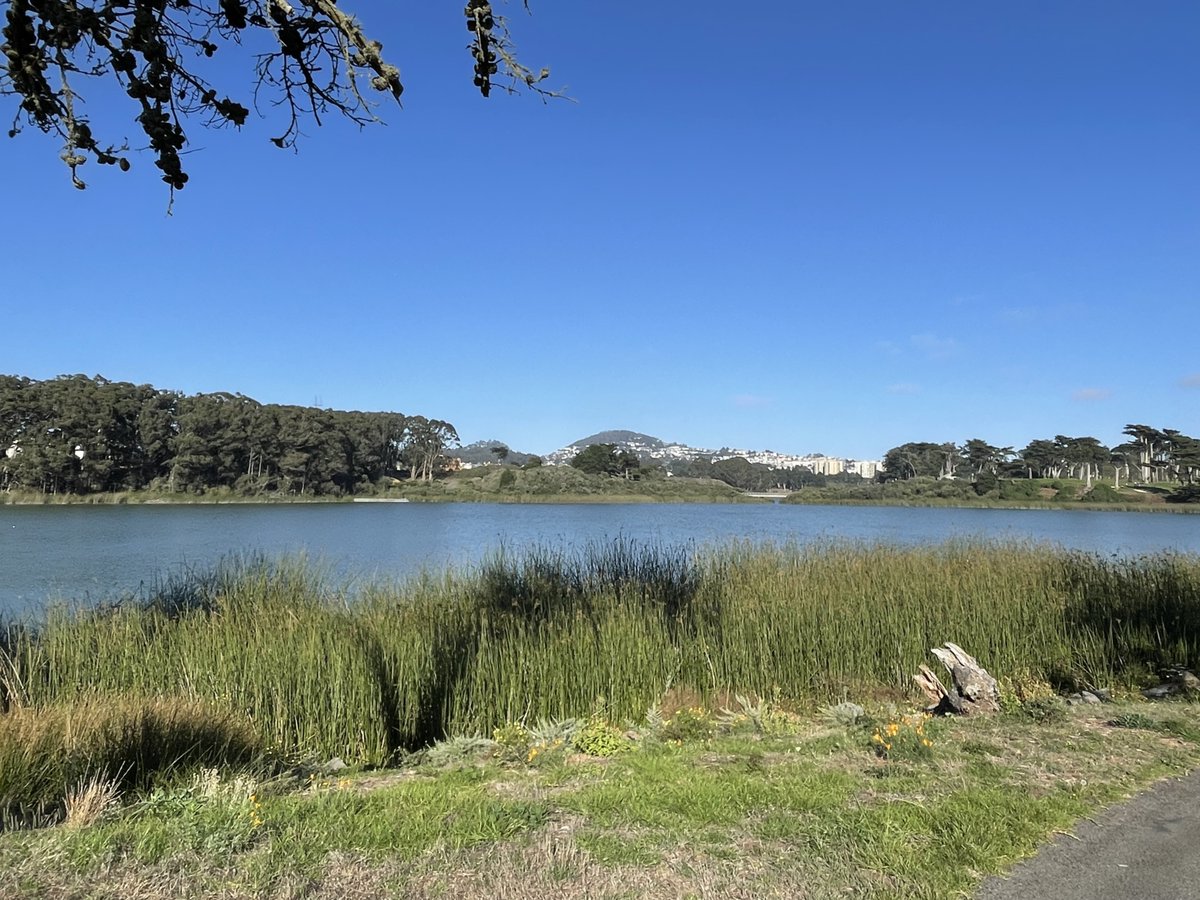 TomNakamura's tweet image. Paid a first visit to #LakeMerced in #SanFrancisco. There are many golf courses and parks in its surroundings.  Must be like an oasis for the urban dwellers. There was a trail that is 4.5 miles around the lake, equivalent to #10000steps.  #マーセド湖 #一日10000歩