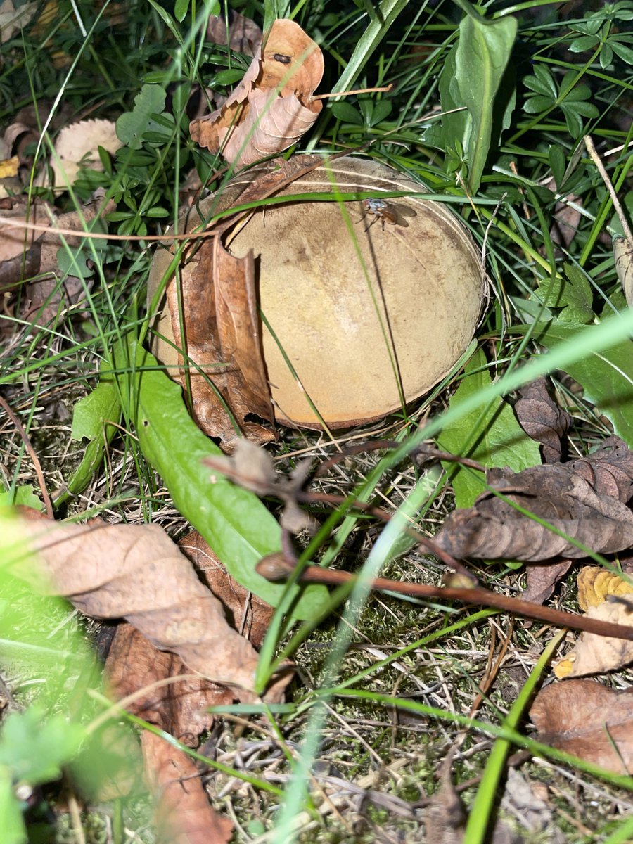 ✅opět na jízdárně (po prázdninách)
✅opět na haflingovi Samovi
✅spadnout (po 3 letech)
✅dojezdit lekci
✅konečně se přestat bát spadnout 😁
✅cestou z jízdárny najít kozáka a hřiby

Jako tvl v sedm večer tma?! 😱😶

#maléRadosti #miluju #HorseRiding #rostou #ZprávyZDíry