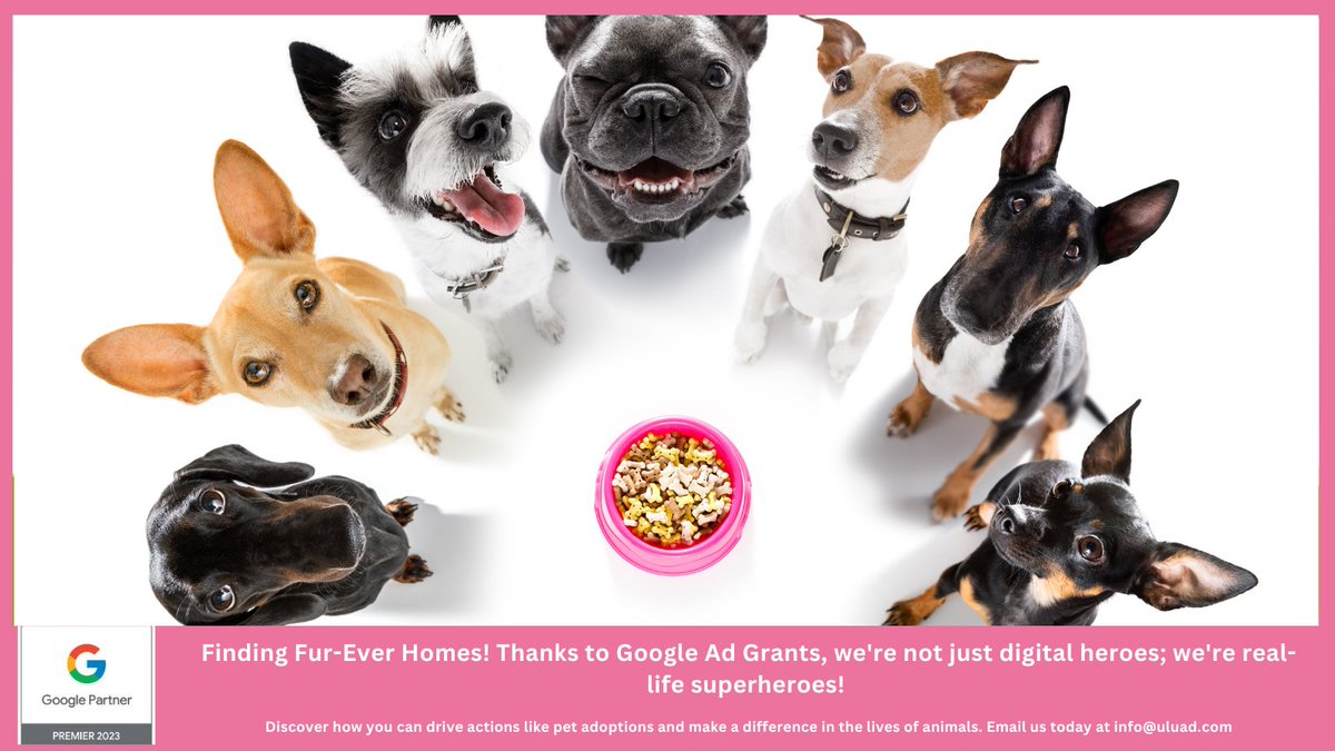 UluadM's tweet image. Finding Fur-Ever Homes! Thanks to Google Ad Grants, we&apos;re not just digital heroes; we&apos;re real-life superheroes!   Email us today at info@uluad.com
#furryfriends
#GoogleAdsense
#nonprofithelp