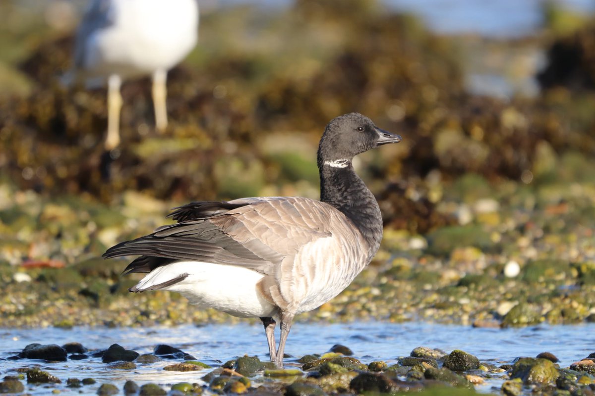 Ganso de cara negra da ssp.hrota,atopado por Colón.
Moaña(Pontevedra).
Foto-Manuel Agulla.