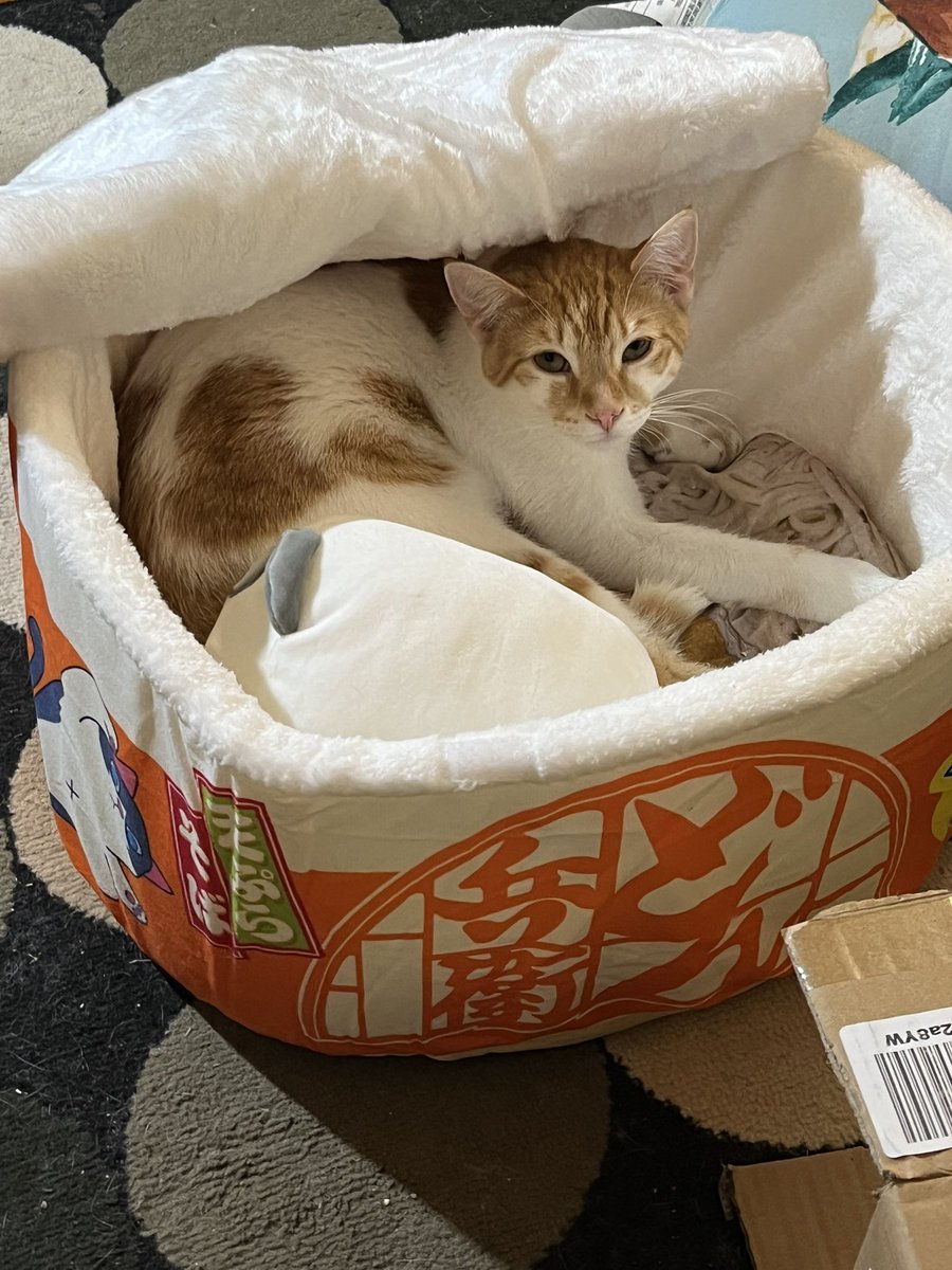 FlyIngenuity's tweet photo. And now, to officially break the internet, I present: Ichigo, sleeping in his Ramen bowl, with his panda squishmallow stuffie. You're welcome. #CatTwitter #CatUncle https://t.co/94BunwOCRo