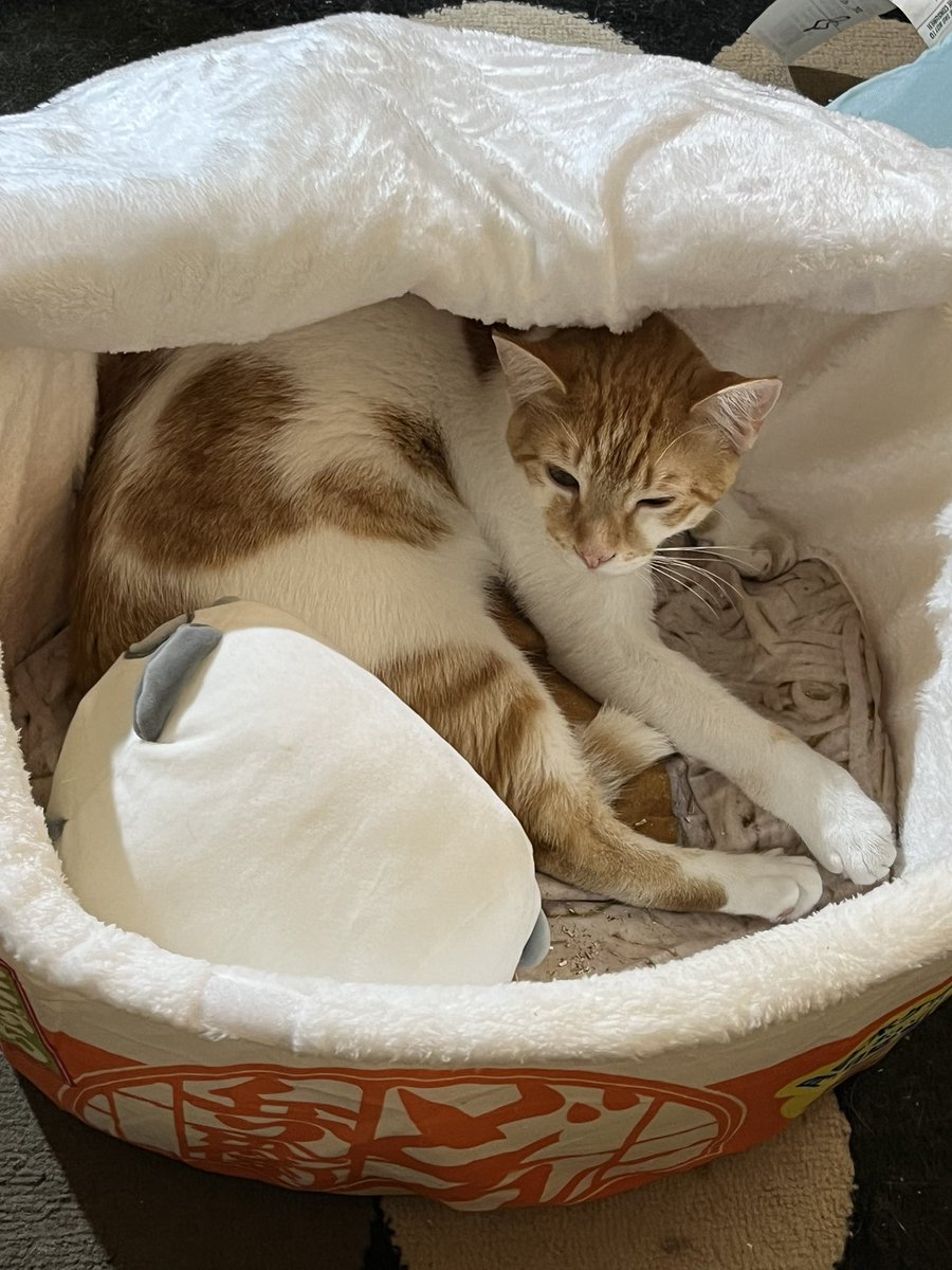 FlyIngenuity's tweet photo. And now, to officially break the internet, I present: Ichigo, sleeping in his Ramen bowl, with his panda squishmallow stuffie. You're welcome. #CatTwitter #CatUncle https://t.co/94BunwOCRo