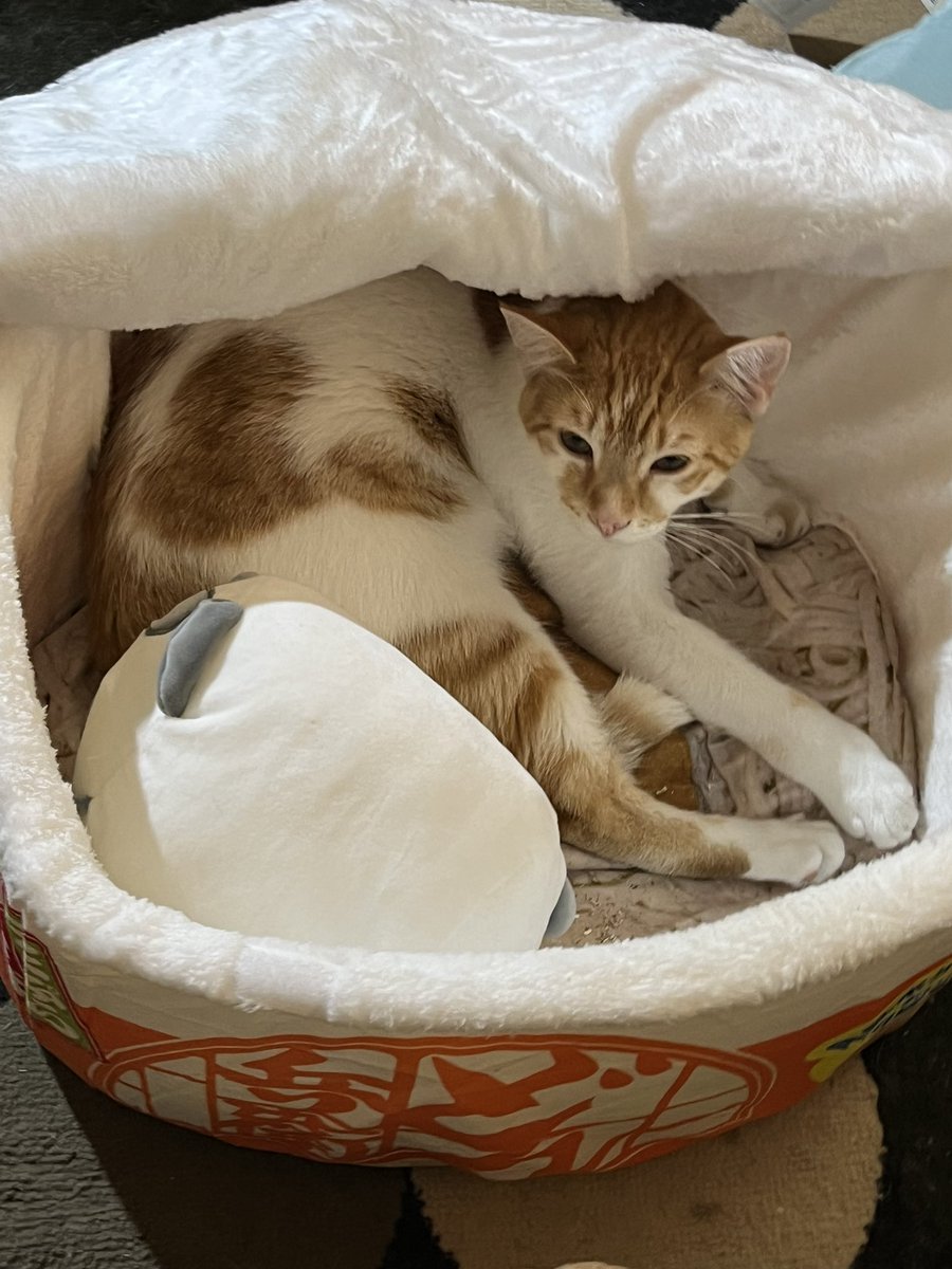 FlyIngenuity's tweet photo. And now, to officially break the internet, I present: Ichigo, sleeping in his Ramen bowl, with his panda squishmallow stuffie. You're welcome. #CatTwitter #CatUncle https://t.co/94BunwOCRo
