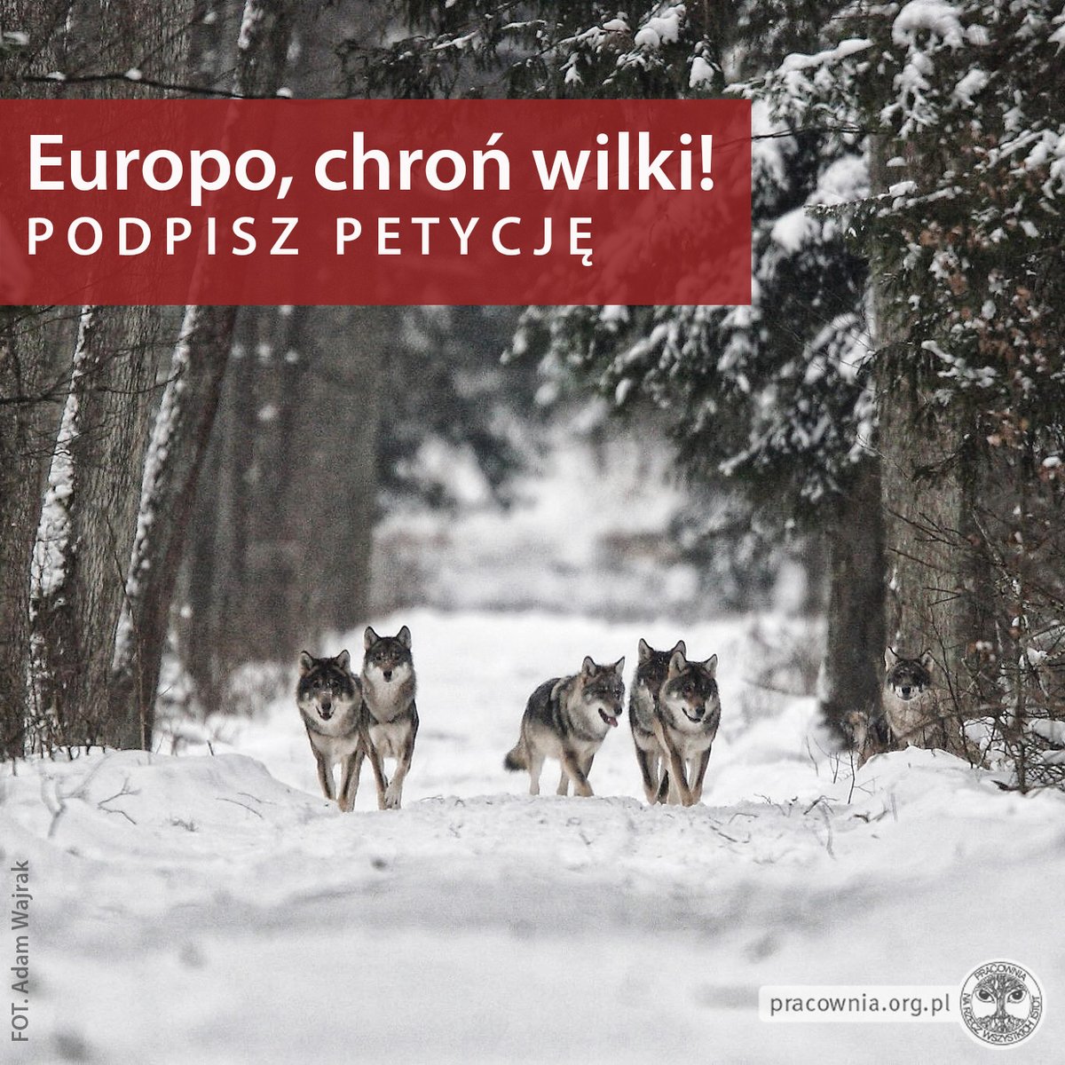 PracowniaBystra's tweet photo. 📣 PILNE ‼️ Stań w obronie wilków i zaapeluj do Komisji Europejskiej o utrzymanie statusu chroniącego ten gatunek przed polowaniami: https://t.co/18UwM5tRo9

Lobby myśliwskie znów robi wszystko, by mieć prawo zabijać wilki. Przez 9 najbliższych dni, tylko do 22 września, Komisja Europejska zbiera argumenty w sprawie zmiany statusu ochrony wilków. Czy będziesz głosem wilków i podpiszesz apel do Komisji Europejskiej? #EuropoChrońWilki