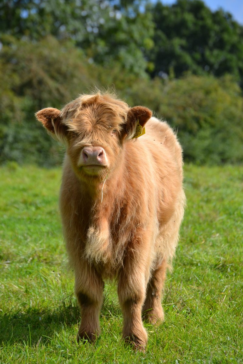 WigfieldFarm's tweet photo. What a difference a day makes! 👀 Look who's all dried out after yesterday's rain! 😍 This was the same calf we posted yesterday who looked a little damp 🙈🤣
#driedout #cute #highlandcalf #farm https://t.co/iJwMERbPnj