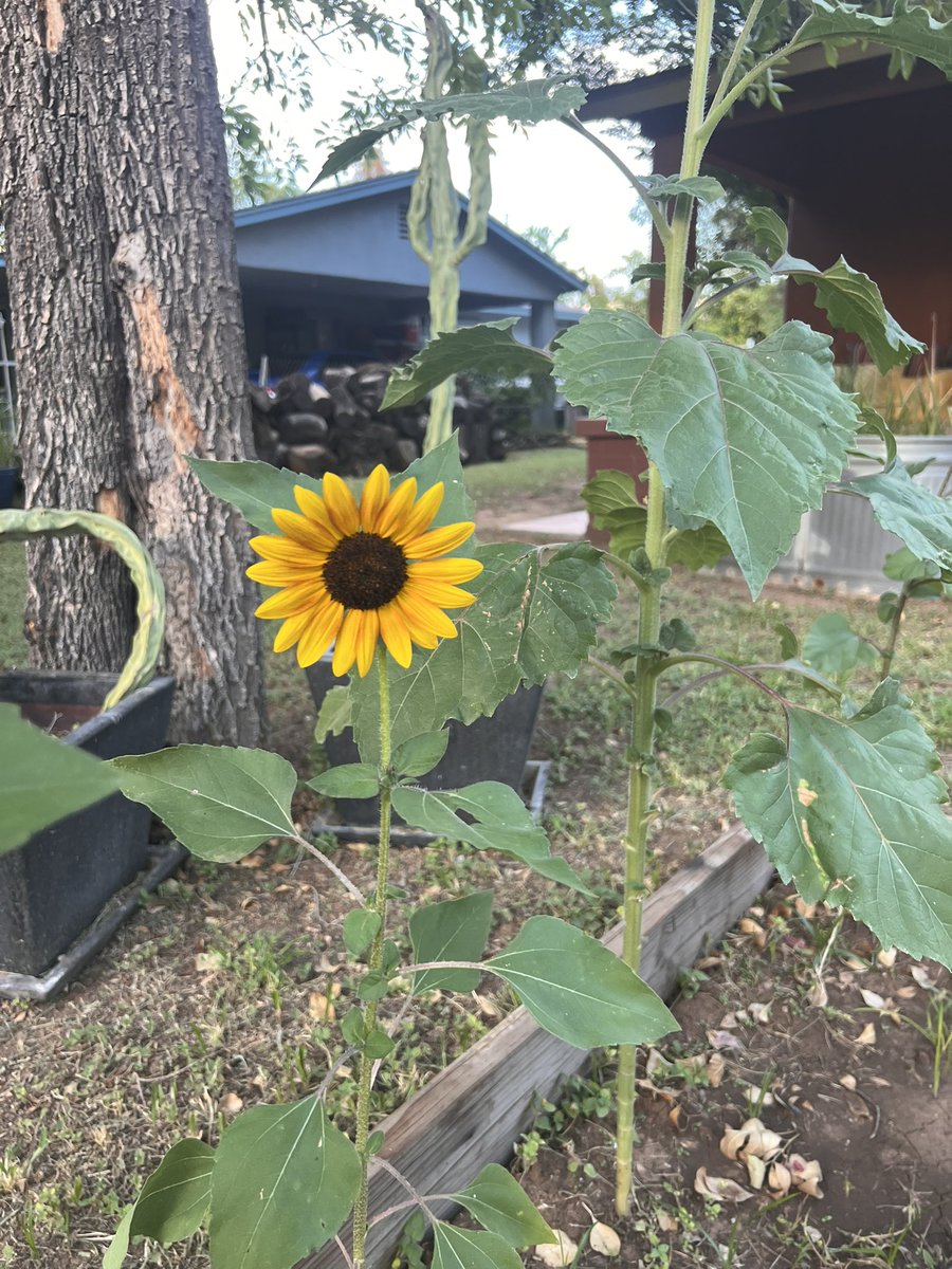 essenciabonita's tweet photo. 💛❤️🌻🌻🌻 https://t.co/IZ4ubAL8wB