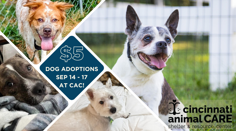 Cincinnati Animal CARE (@cincyanimalcare) on Twitter photo Thanks to <a href="/CityBeatCincy/">Cincinnati CityBeat</a> for getting the word out about this weekend's adoption event! citybeat.com/arts/cincinnat⦠Thanks to <a href="/CityBeatCincy/">Cincinnati CityBeat</a> for getting the word out about this weekend's adoption event! citybeat.com/arts/cincinnatā¦