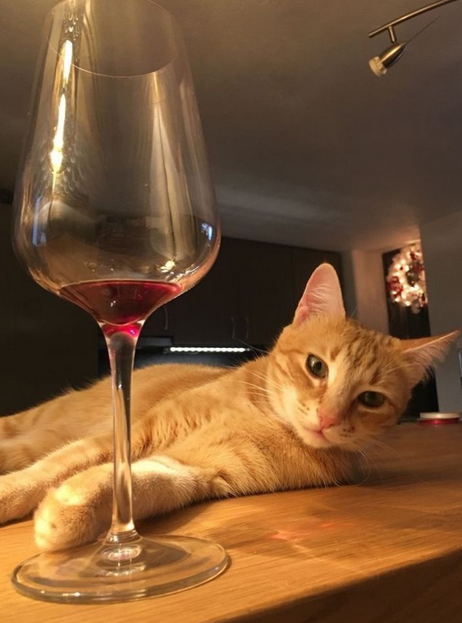 WineSelfies's tweet image. It's #WineWednesday is this week over yet? Pour me some more #wine 🍷🍷🍷 Meow～ ᵔᴥᵔ.

#wine #wineoclock #wineinfluencer #winelovers #winetime #winetasting #wineevents #wineselfies #memes #funny #happy #goodvibes Cheers! 🍷 🍷 🍷