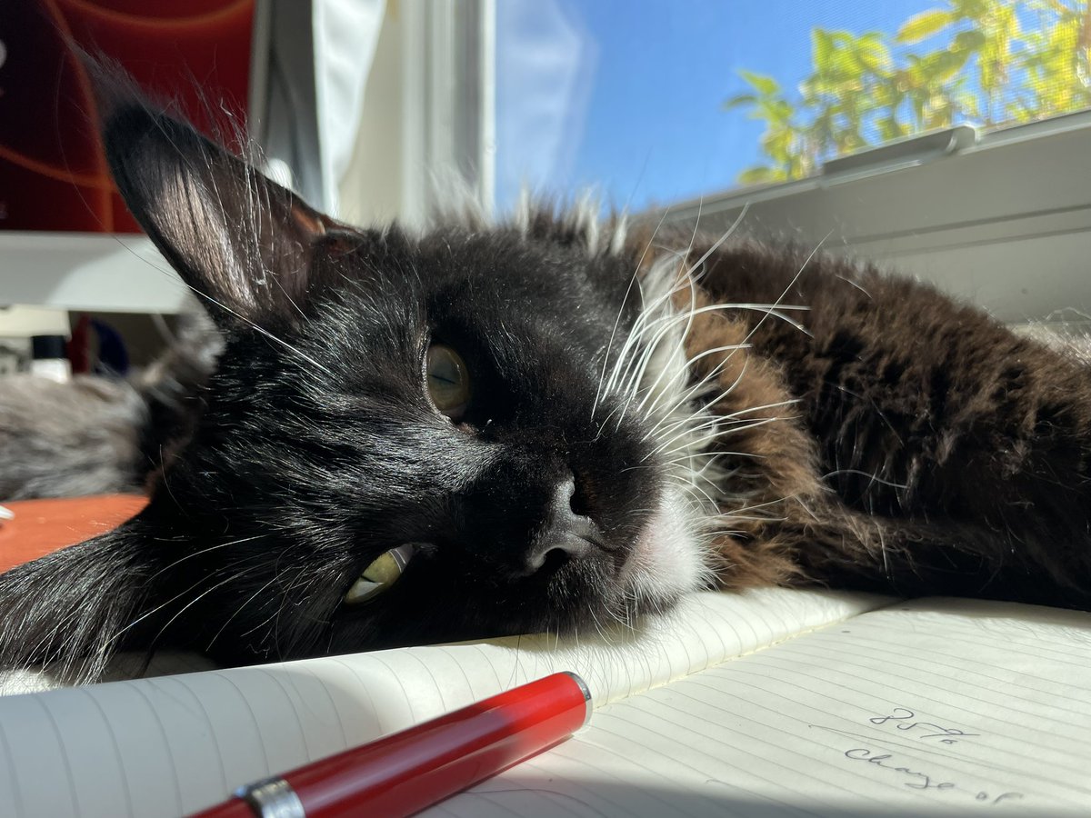 ferocitycap's tweet photo. Our youngest associate #MAK hard at work today https://t.co/bLCmSuqoXJ