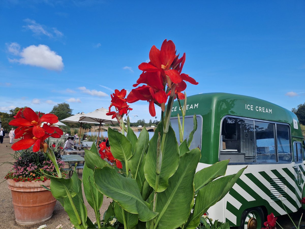 #bookends of the day, #starlings making a #racket along the #serpentine, while the one #blackswan still slept, #fieryflowers, #autumnleaves, #morningcommute, #eveningcommute, #dailyallowance