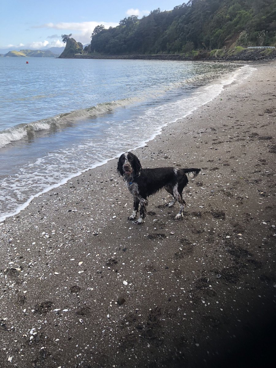GriftfromGod7's tweet photo. My beloved rescue spaniel at 14 died last Nov, I said no more dogs, can’t face it, This boy needed a new home, doggie contacts got in touch pleaded his case and now I’m on a beach for walkies. Ancient Boxer dog just side eyes his antics. I’m a sucker for a spaniel. https://t.co/7of1IGTuOI