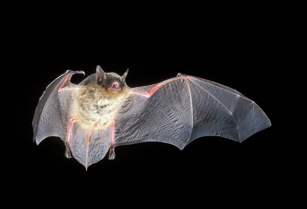 Have any plans this Friday night? @GiorgiaAuteri will be hosting an educational event on bats at Sequoita Park from 8:30 p.m. until 10 p.m.🦇Learn more about Missouri's bats such as the endangered gray bat (pictured below) as Dr. Auteri catches them in the Sequiota Park caves!