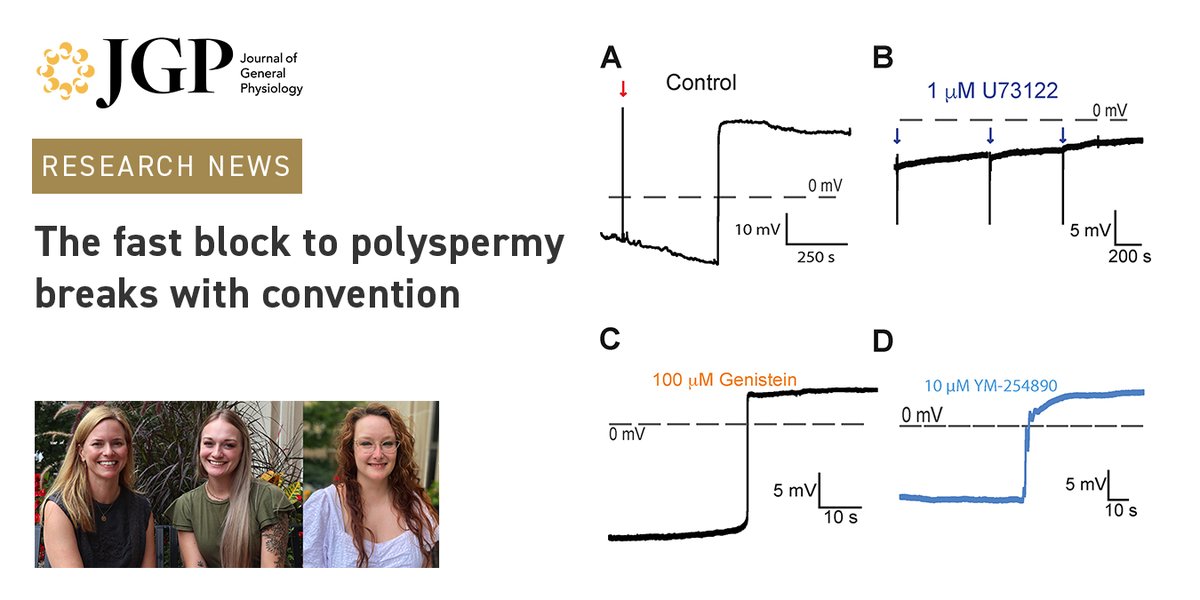 Journal of General Physiology (@jgenphysiol) on Twitter photo Study by <a href="/KaylaK_Bio/">Kayla Komondor</a> @DrBrainbridge <a href="/carlson_lab/">Anne Carlson</a> et al (bit.ly/3DOuSwT) reveals that conventional PLC activation pathways are not required for the #fertilization-induced depolarization of #Xenopus eggs that prevents the entry of additional sperm bit.ly/3ZfrBAs Study by <a href="/KaylaK_Bio/">Kayla Komondor</a> @DrBrainbridge <a href="/carlson_lab/">Anne Carlson</a> et al (bit.ly/3DOuSwT) reveals that conventional PLC activation pathways are not required for the #fertilization-induced depolarization of #Xenopus eggs that prevents the entry of additional sperm bit.ly/3ZfrBAs