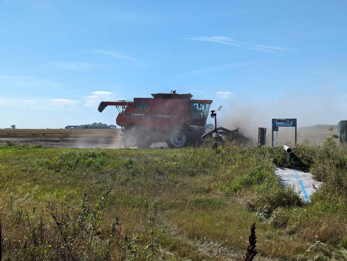 Edible bean harvest RRV