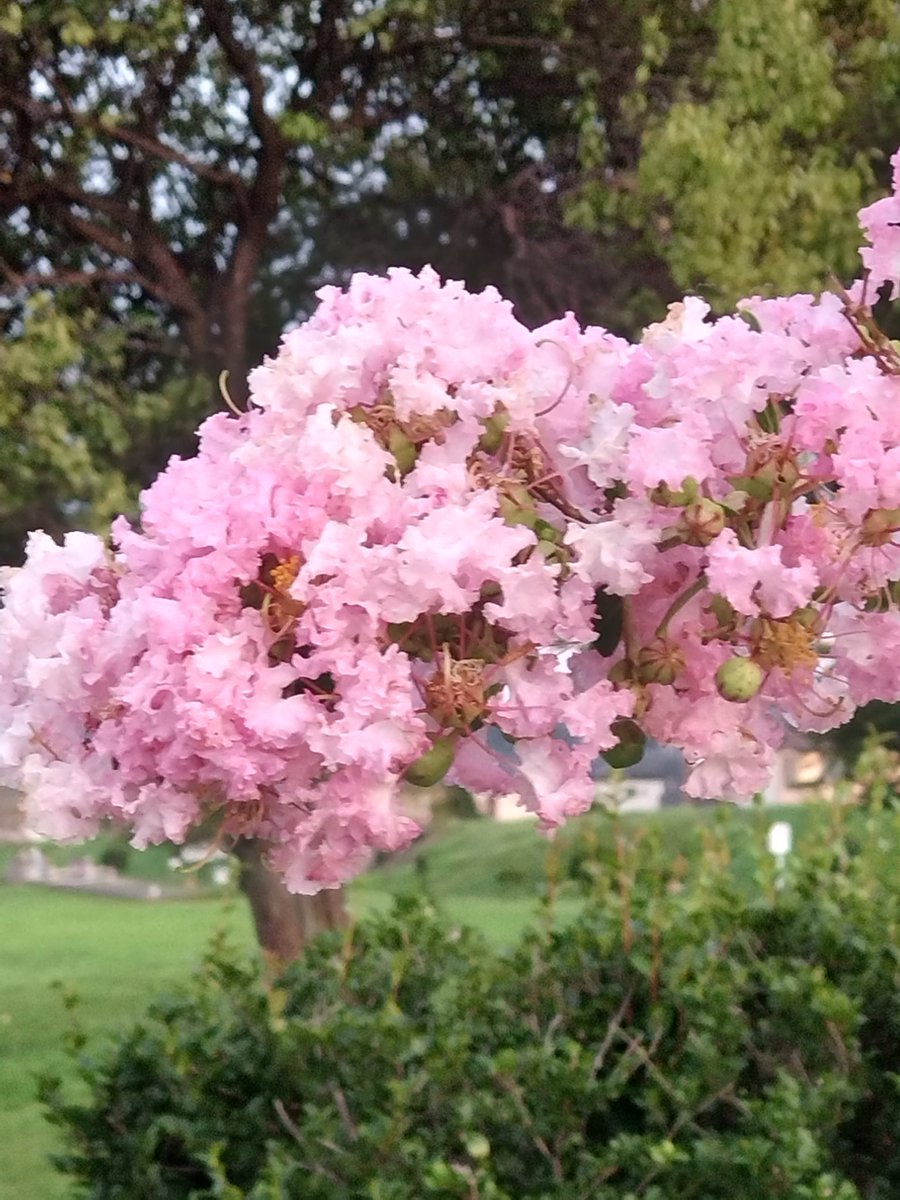 cute cats tweet media