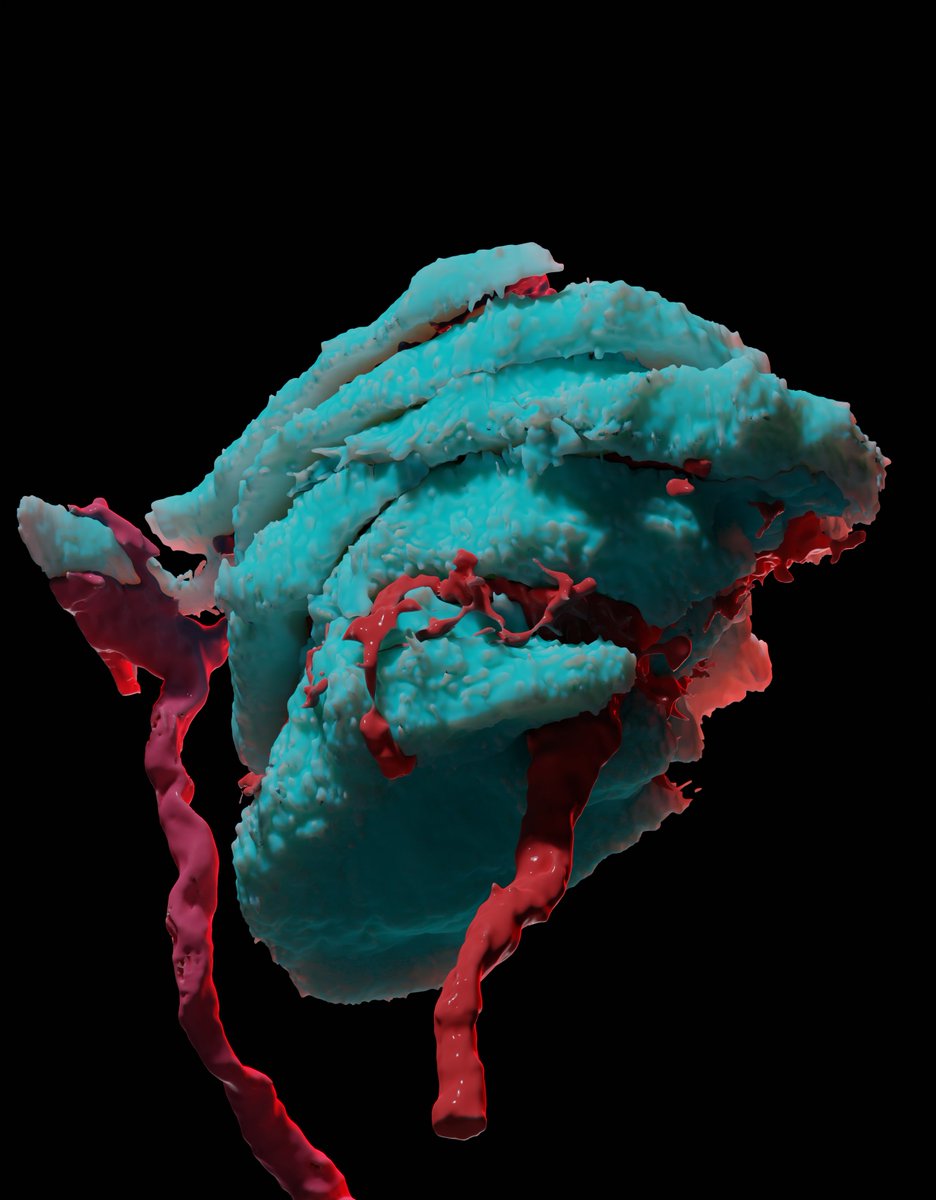 Yale Neuroscience (@yaleneuro) on Twitter photo How do we detect touch? A new paper in <a href="/ScienceAdvances/">Science Advances</a> from <a href="/SlavBagria/">Slav Bagriantsev</a> & Elena Gracheva's teams at #Yale reveals the 3D structure of mechanosensory corpuscles, and sheds light on the mechanism of touch detection. #physiology #neuroscience medicine.yale.edu/neuroscience/n… How do we detect touch? A new paper in <a href="/ScienceAdvances/">Science Advances</a> from <a href="/SlavBagria/">Slav Bagriantsev</a> & Elena Gracheva's teams at #Yale reveals the 3D structure of mechanosensory corpuscles, and sheds light on the mechanism of touch detection. #physiology #neuroscience medicine.yale.edu/neuroscience/n…