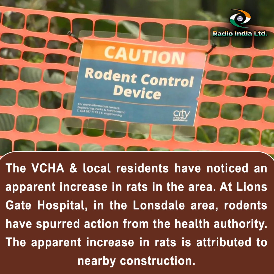 The #VCHA & local #residents have noticed an apparent increase in rats in the area. At #LionsGateHospital, in the #Lonsdale area, rodents have spurred #action from the #healthauthority. The apparent increase in rats is attributed to nearby #construction.