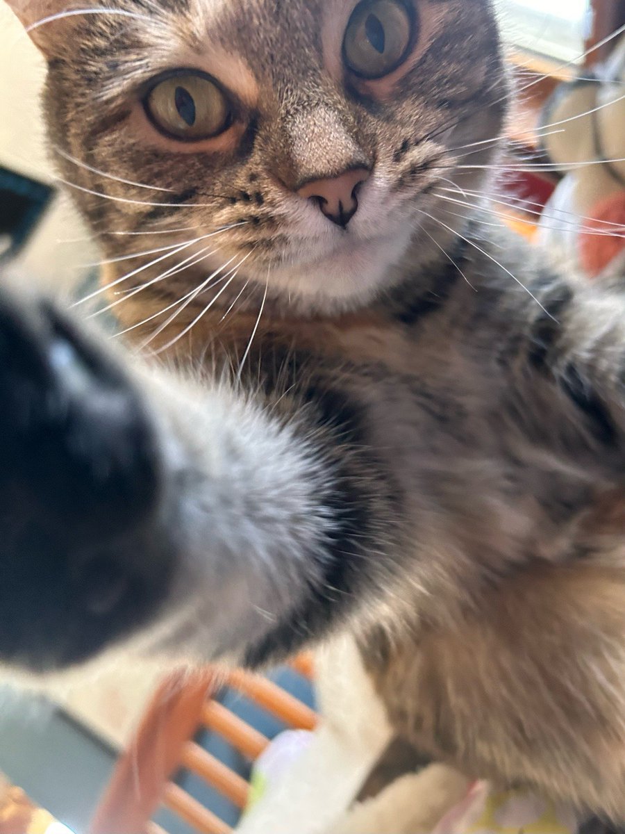cutestscats's tweet photo. selfie📸🐱 https://t.co/m0Ye5hNmvP
