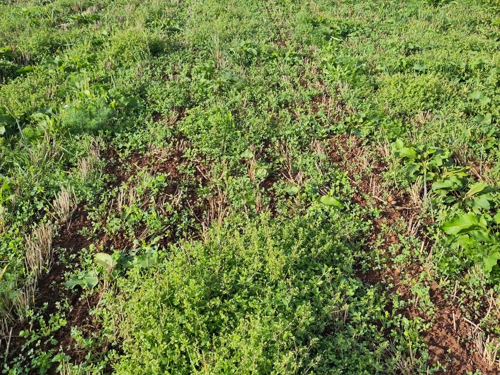 Assistance required? What would you do? Lucerne direct drilled into wholecrop stubble directly after low disturbance subsoiler. Lucerne establishment is good, but slow in some areas. Chickweed is beginning to smother Lucerne. Lucerne not strong enough for sheep grazing. Organic!