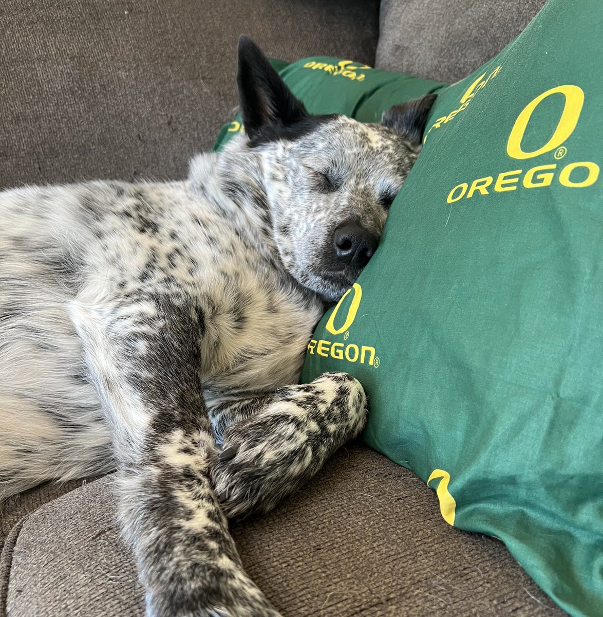 uoregon's tweet photo. We 💚 our paw-fect #UODogs 🐾 https://t.co/XFUeKKdRB4