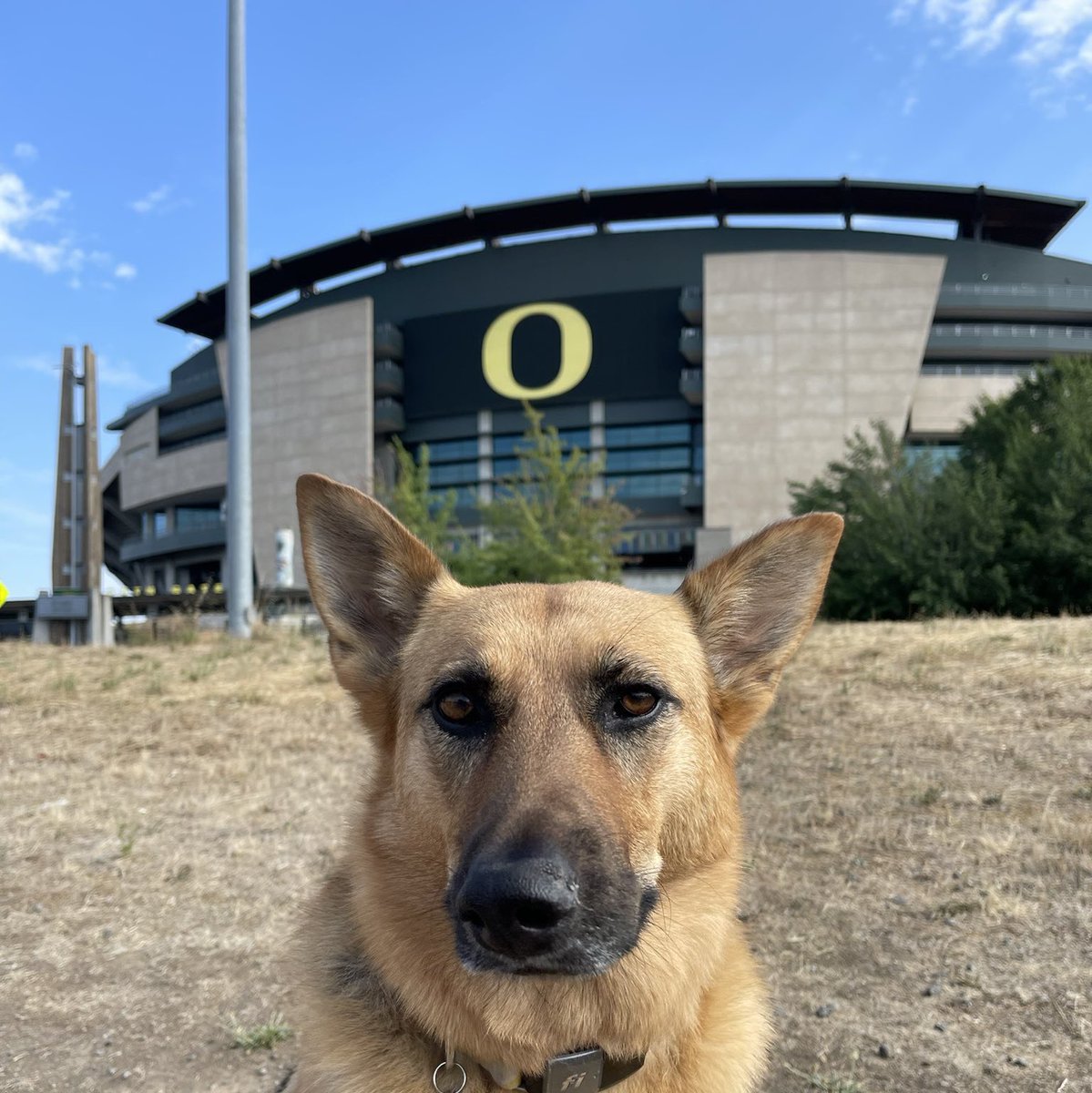 uoregon's tweet photo. We 💚 our paw-fect #UODogs 🐾 https://t.co/XFUeKKdRB4