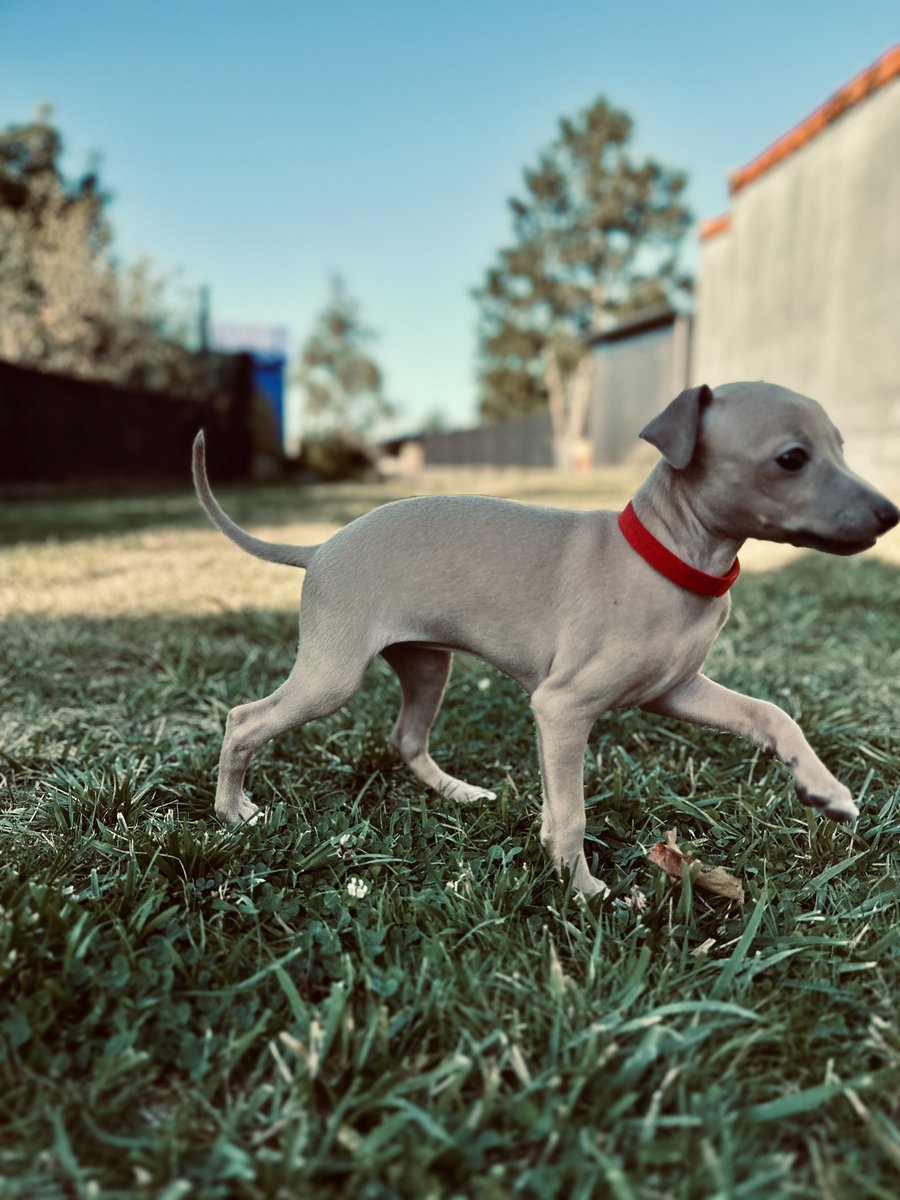 florentbarre's tweet photo. Des nouvelles d’Ulma, Una, Uska et Utah, les adorables femelles Petits Lévriers Italiens, au début du sevrage. Dispo 15 octobre 2023.
.
.
#chiot #chiotdisponible #chiotmignon #petitlevrieritalien #famille #chienchat https://t.co/EgKy2SmmqW