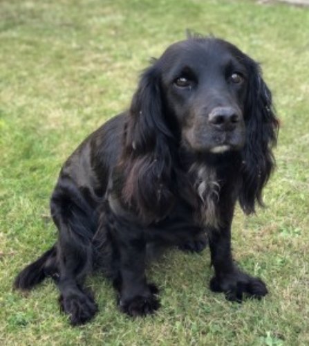 bs2510's tweet photo. PEPPER #SpanielHour
Female #Sprocker Spayed Older Adult Black White chest Microchipped
#Missing 06 Apr 2021 #Rowfant West #Sussex RH10
https://t.co/lMMB6WelWY https://t.co/3VvuAENJz0
