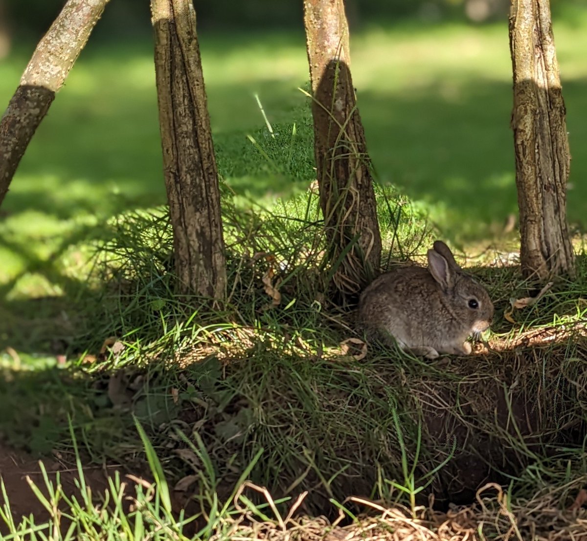 Our beautiful playground is always full of unexpected delights! 🐇🐇🐇#WildlifeWednesday #Cumbria