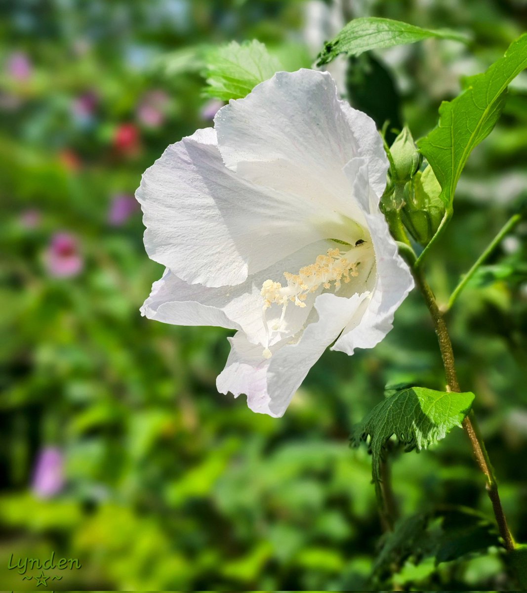 LyndenDaley's tweet photo. A snowy and soft Rose of Sharon from my flower garden.
#RoseWednesday #garden #photography #WildlifeWednesday #wildlife #nature https://t.co/yUdTgDrnaT