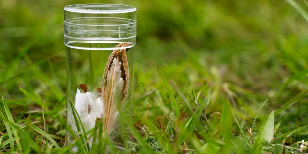 If a seed falls in a prairie, and no one is around to see it, does anyone really know where it lands? How a seed falls—and how global stressors affect its dispersal, is something Neha Mohanbabu aims to model for research at @cedarcreekesr. Learn more: buff.ly/3LldLa2