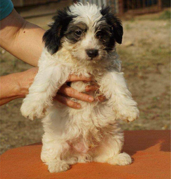 Tierschutz hört bei Wildtieren nicht auf und deswegen heute ein etwas anderer Beitrag:
Das da auf den Bildern sind Mahoney und Miraculix.
Die beiden fristen ihr Dasein aktuell in einem Shelter in der Slowakei.
Sie hatten Interessenten und hätten am 16.9. nach Deutschland