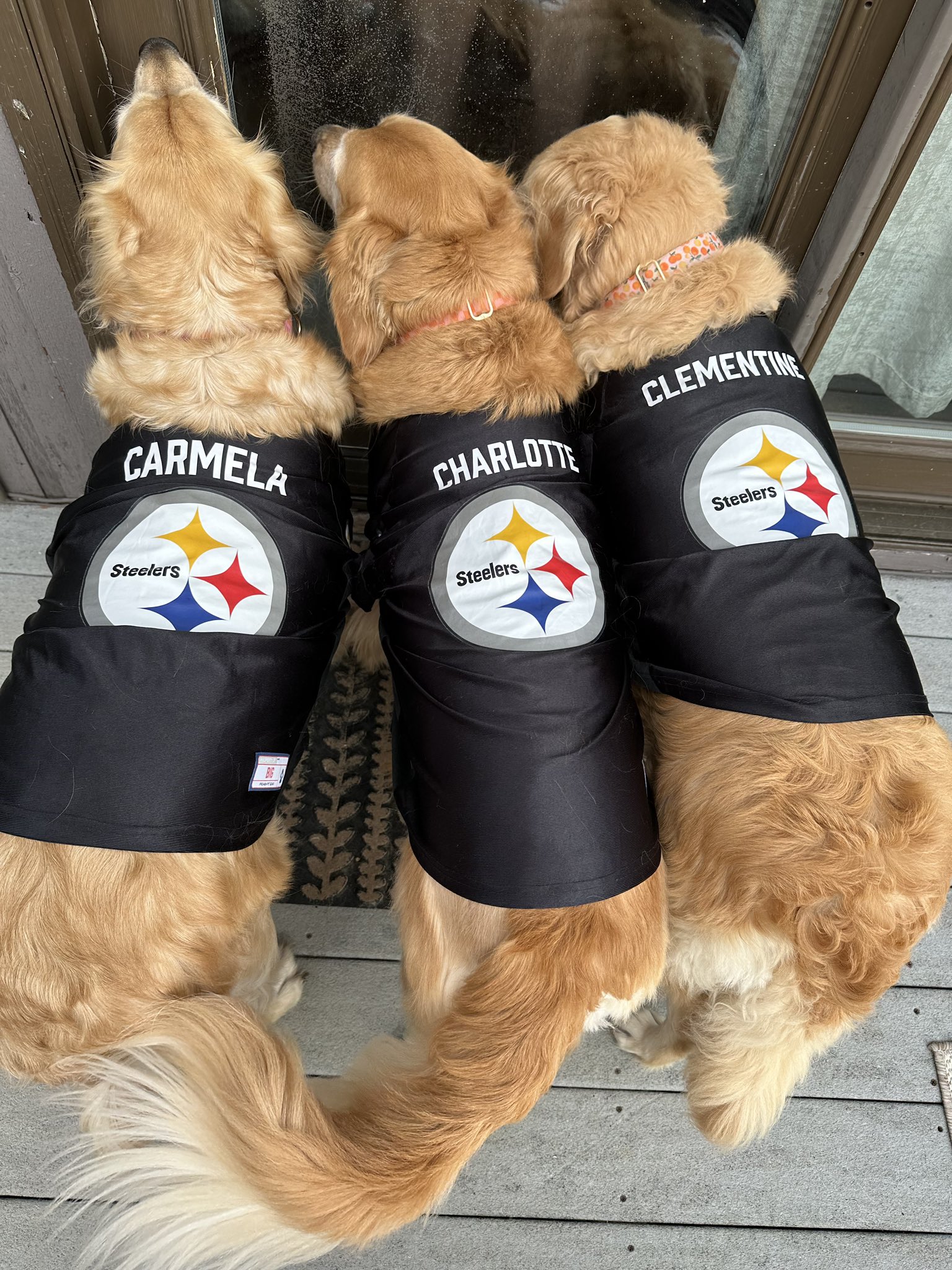 Steelers dog jersey custom sales