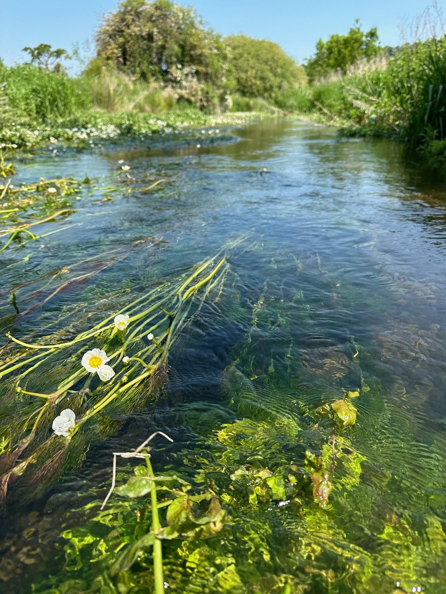 Some great news! The House of Lords has voted AGAINST Government plans to scrap #NutrientNeutrality rules for new housing development. This is a big win for our precious chalk streams! 💚 We are grateful to everyone who spoke up to #DefendNature.