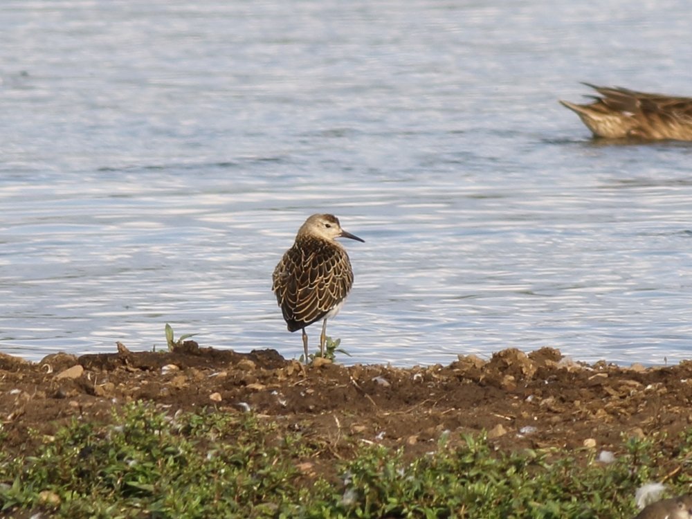Alan_HP_Notts's tweet photo. Ruff &amp; Common Sandpipers - HP, Notts (13.09.2023) https://t.co/9ZBVgMwBPX