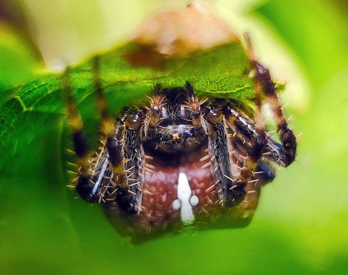 European Garden Spider. #Insects #TwitterNature #XNature #Spiders #ThePhotoHour