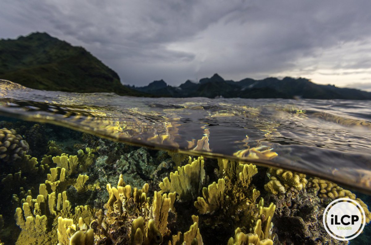 Several fire corals (Millepora) compete for space with macroalage on a reef patch just off the coast of Moorea, French Polynesia.

© Tom Vierus / iLCP
______
#ilcp #ilcp_photographers #ilcp_imagelicensing #coral #coralconservation #coralreef #underwaterphotography