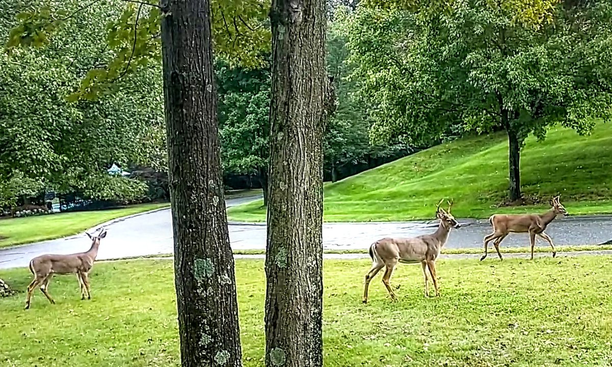 MassVeteran's tweet image. Home early from work, and I think I have the answer to the question of who has been grazing in the garden and on the apple trees #brazen #deerseason