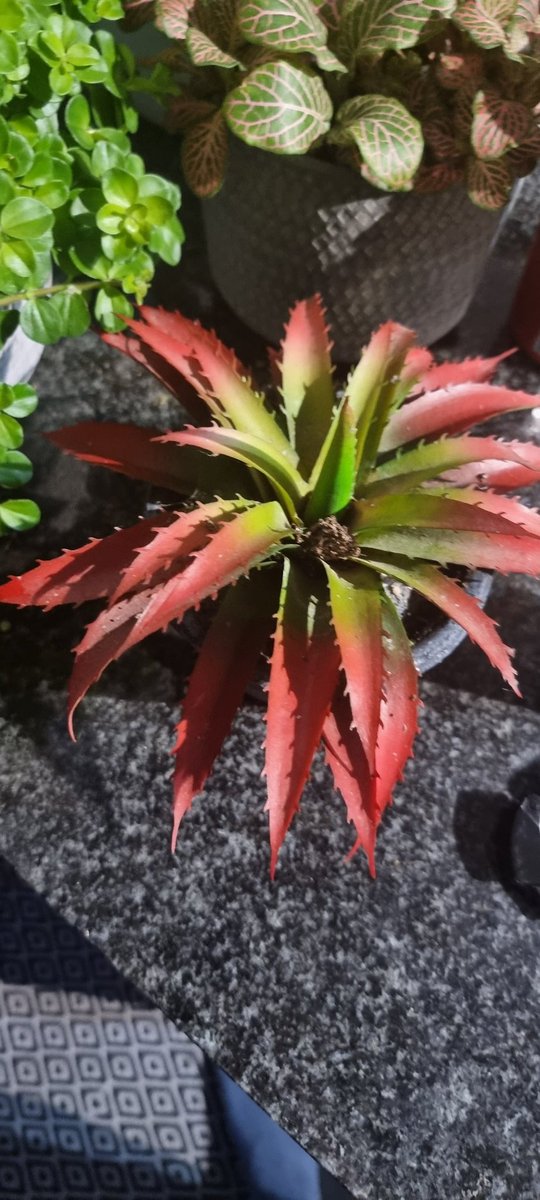 Flav_Bateman's tweet photo. Been watering this plant once a month for about three years. Really pleased about how healthy it looks. Missus has just informed me it's fake as she caught me trying to water it again. Never realised I needed a wife until now. https://t.co/rPanemWTd8