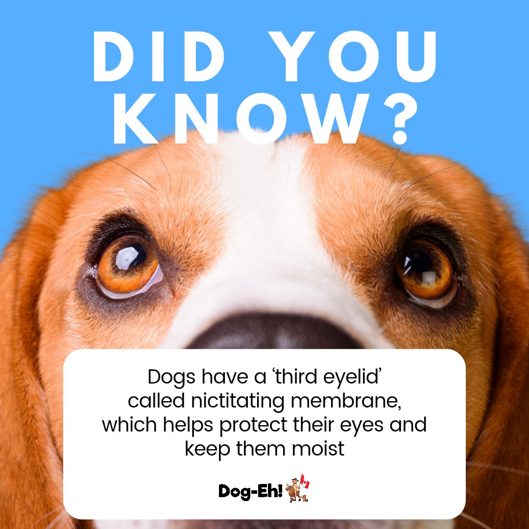 Have you ever noticed this? 🤔 If you've seen it on your dog drop a 🐶👁 in the comments below ⬇️ #dogeyes #doghealth #thirdeyelid #dogeyehealth #eyeseeyourdog #nictitatingmembrane #dogfact #dogfacts #dogeh