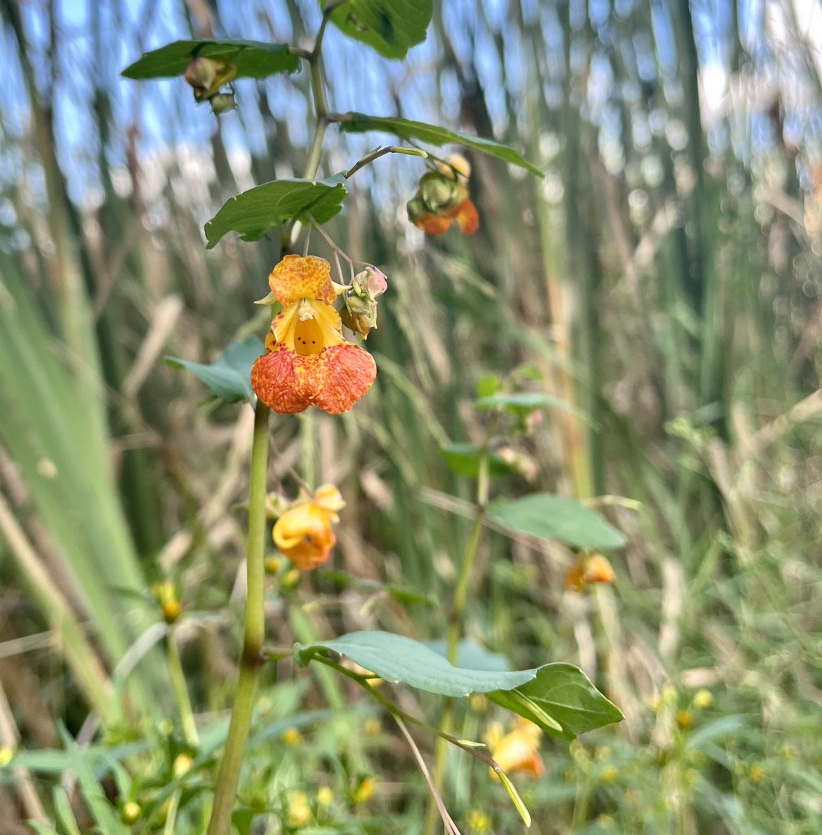 Jewelweed, my favorite!