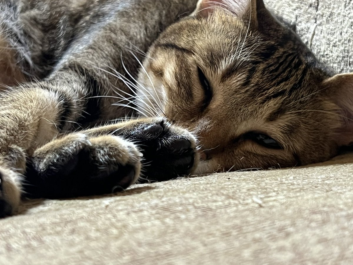 Potechi_Roro's tweet photo. おはようございま・・・Zzz
 #猫好きさんと繫がりたい https://t.co/PIs0GDIknR