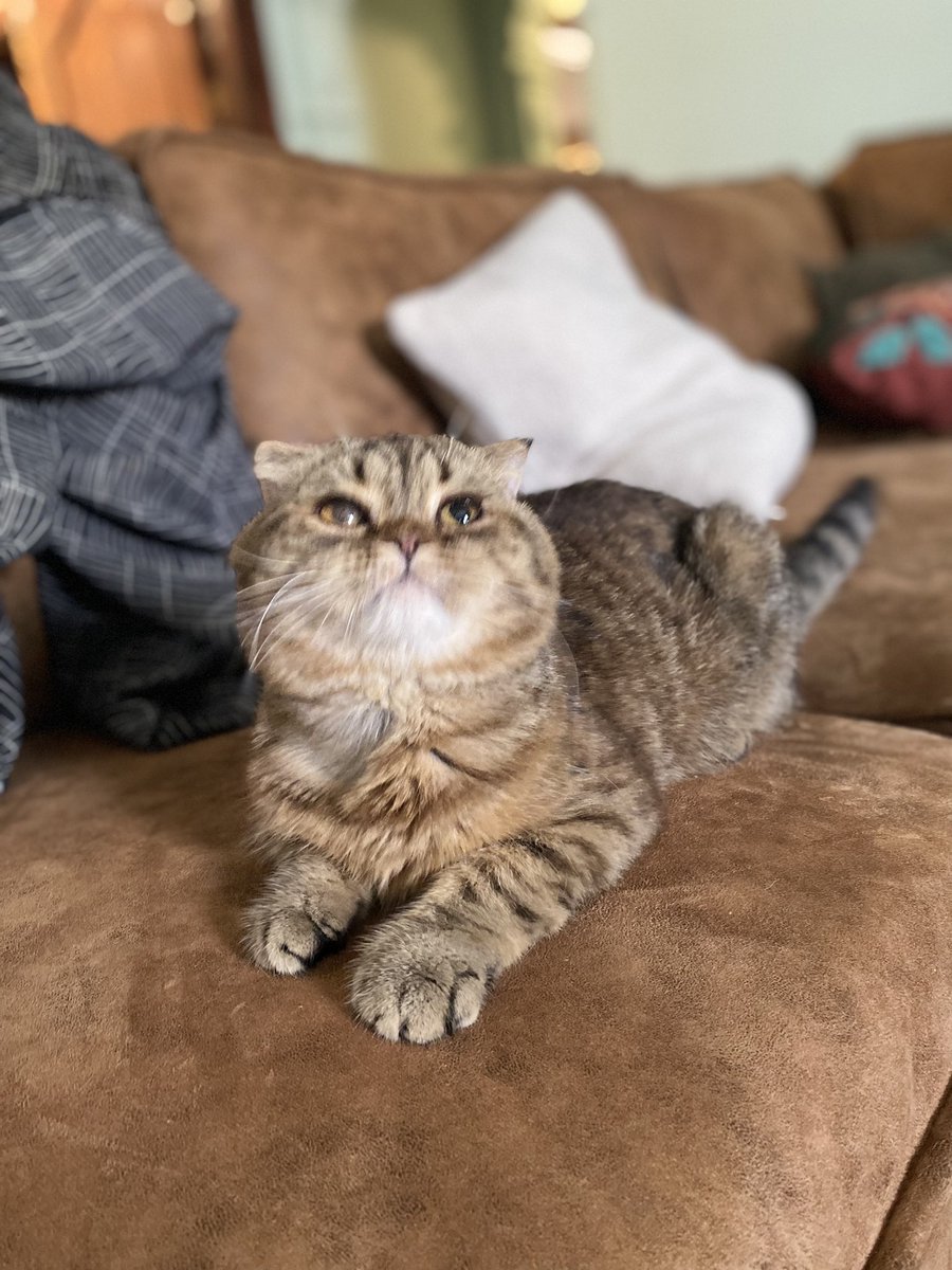 Soft_Paws tweet media